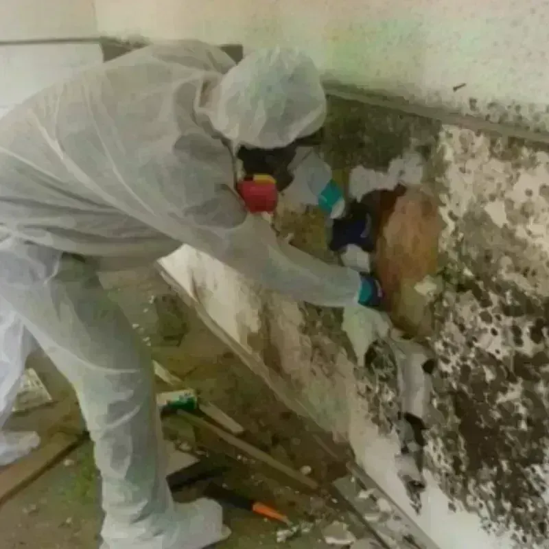 Mold Remediation and Removal in East Providence, RI